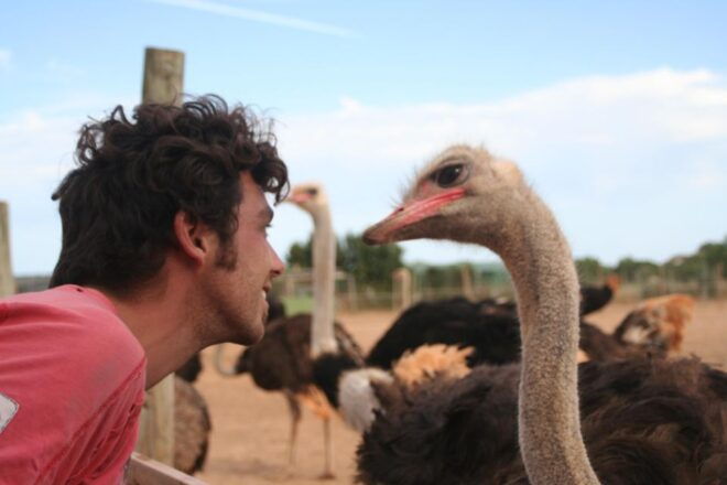 Mallorca: Artestruz - Ostrich Farm Ticket Entrance - Highlights of the Experience
