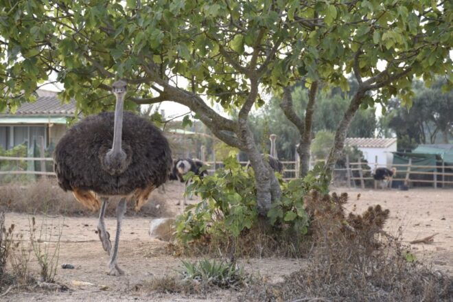 Mallorca: Artestruz - Ostrich Farm Ticket Entrance - Inclusions and Assistance Provided