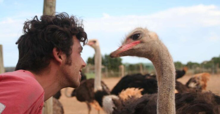 Mallorca: Artestruz - Ostrich Farm Ticket Entrance - Ticket Information