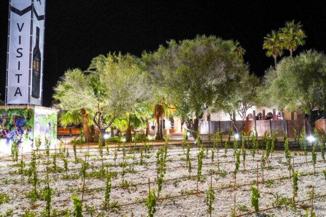 Mallorca: Blanca Terra Bodega Ticket - Optional Wine Tasting - Customer Reviews