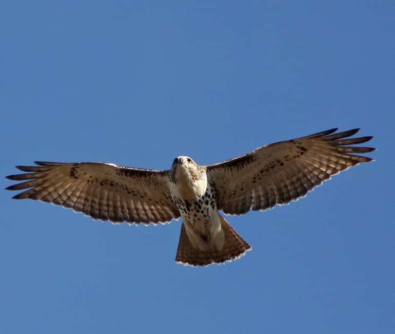 Mallorca: Boat tour to Dragonera Island + Sant Elm - The Value of the Tour