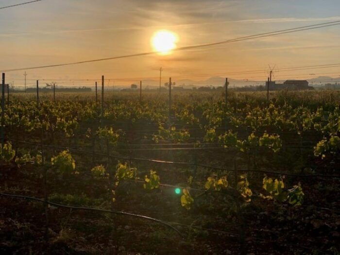 Mallorca: Bodega Butxet Vineyards & Winery Tour With Tasting - Highlights of the Tour