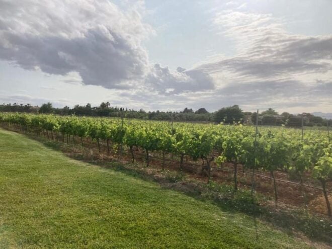Mallorca: Bodega Butxet Vineyards & Winery Tour With Tasting - Customer Reviews and Feedback