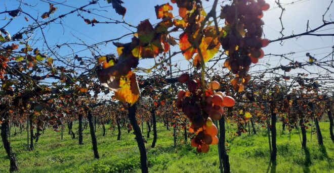 Mallorca: Bodega & Olive Oil Minibus Tour With Tastings - Tour Inclusions