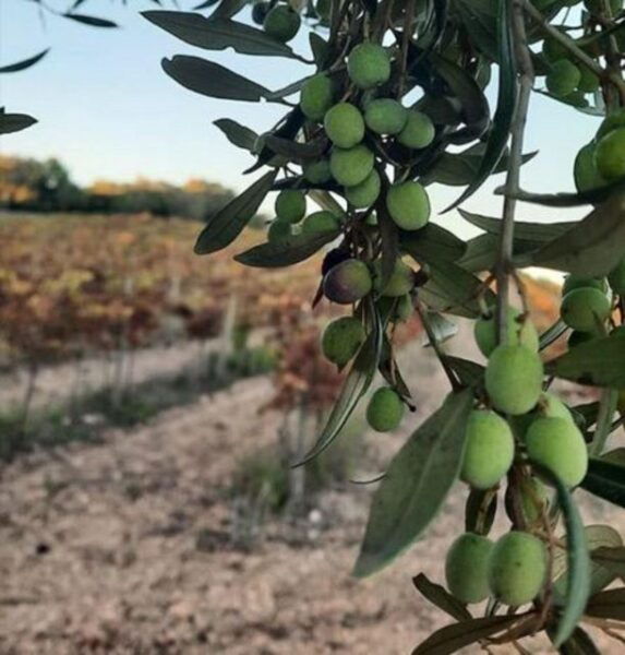 Mallorca: Bodega & Olive Oil Minibus Tour With Tastings - Directions