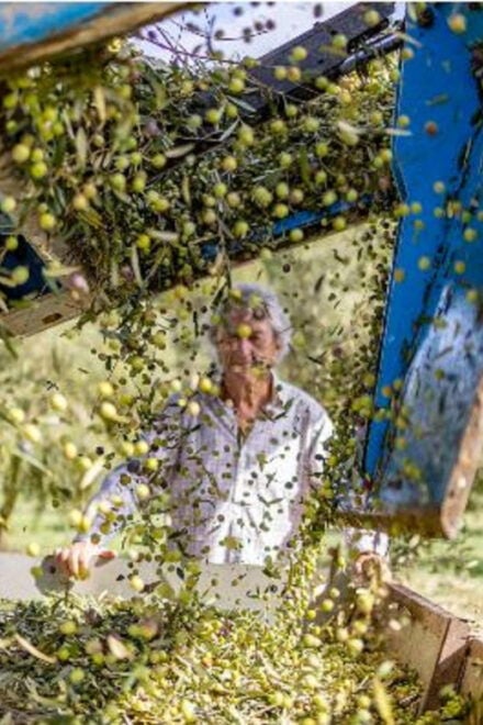 Mallorca: Bodega & Olives Minibus Tour With Tastings GERMAN - Activities and Highlights