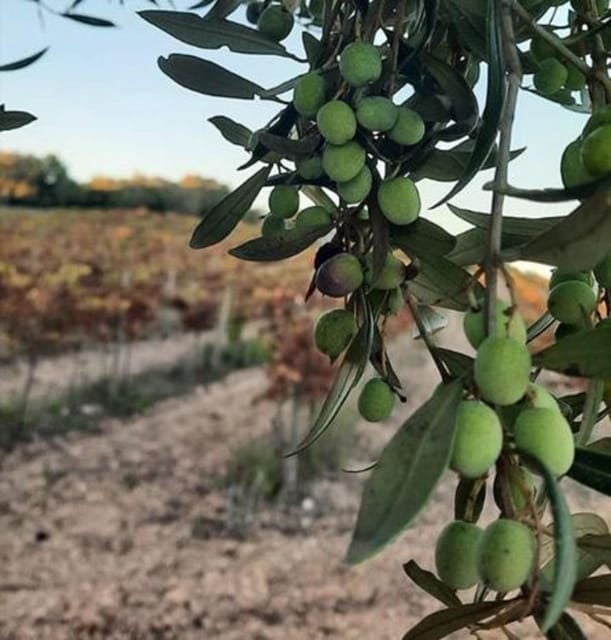 Mallorca: Bodega & Olives Minibus Tour With Tastings GERMAN - Important Information