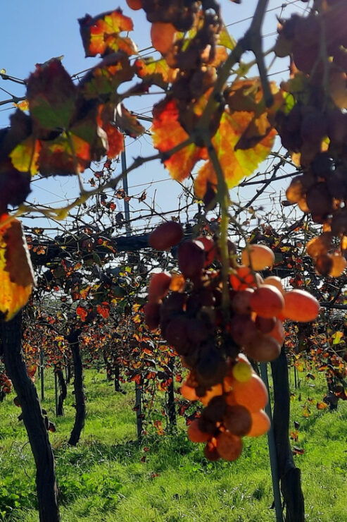 Mallorca: Bodega & Olives Minibustour With Tastings ENGLISH - Good To Know