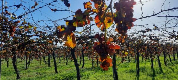 Mallorca: Bodega & Olives Minibustour With Tastings ENGLISH - Group Size and Languages