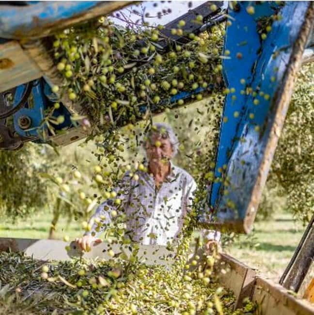 Mallorca: Bodega & Olives Minibustour with wine/oil tasting - Good To Know