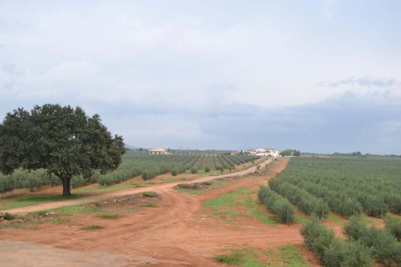 Mallorca: Bodega & Olives Minibustour with wine/oil tasting - Practical Considerations
