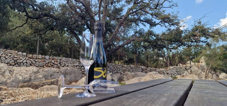 Mallorca: Cap & Cava - Minibus Tour to Formentor - GERMAN - Cape Formentor