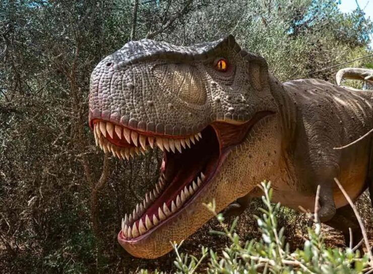 Mallorca: Caves of Hams and Dinosaurland Ticket With Pickup - Ticket Details