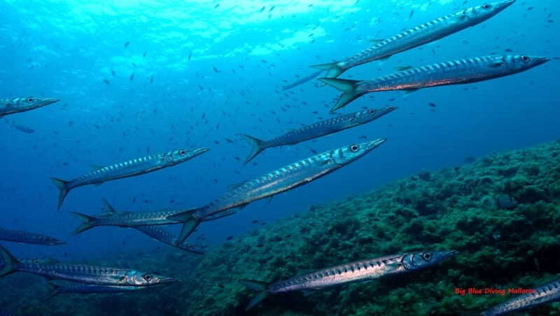 Mallorca: Discover Scuba Diving from the boat - Good To Know