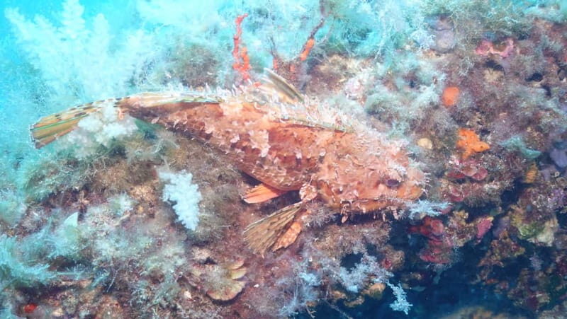 Mallorca: Discover Scuba Diving from the boat - Frequently Asked Questions