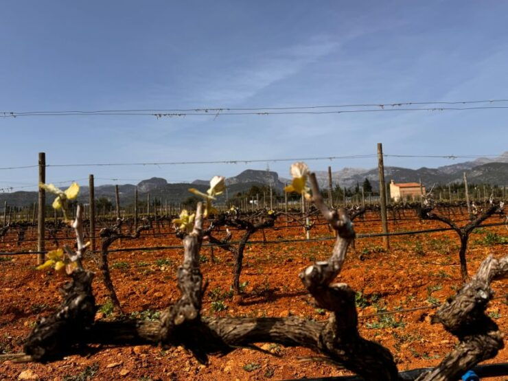 Mallorca: Discover the Secret Treasures of the Local Wine - Good To Know