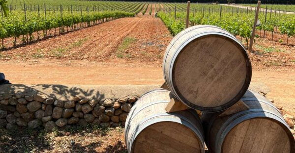 Mallorca: Discover the Secret Treasures of the Local Wine - The Sum Up