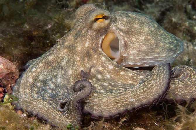 Mallorca: Diving Experience for Non-Divers - Traveler Photos and Reviews