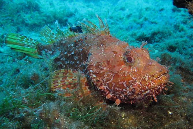 Mallorca: Diving Experience for Non-Divers - Common Questions