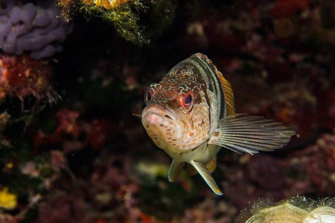 Mallorca: Diving Experience for Non-Divers - The Sum Up