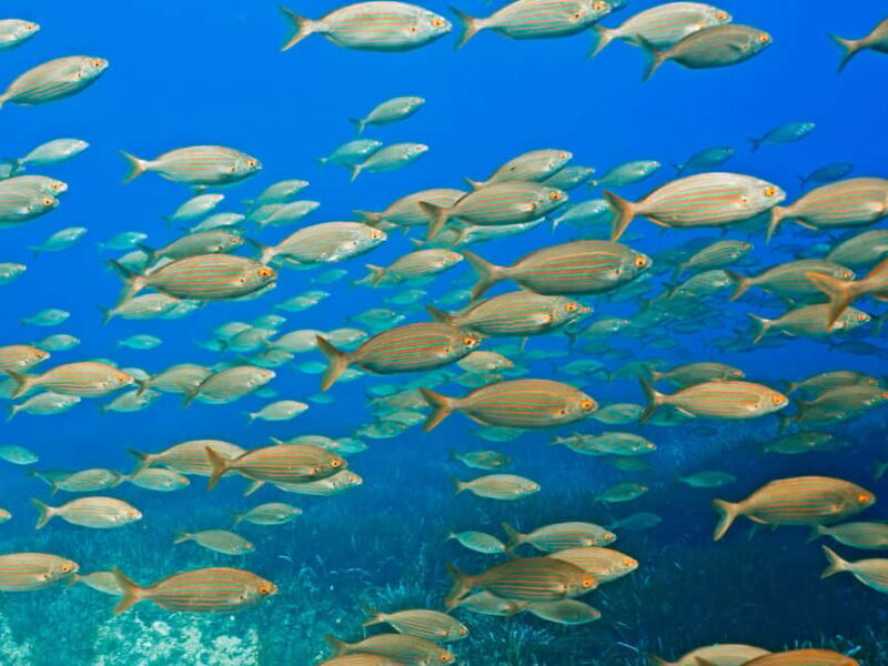 Mallorca: Diving without a license with an instructor from a boat - Cap de Formentor - Good To Know  