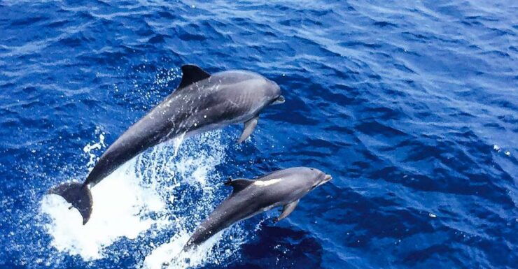 Mallorca: Dolphin Watching Cruise - Activity Details