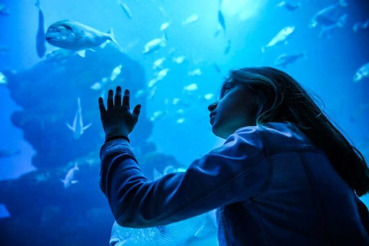 Mallorca: Dolphin Watching Cruise - Experience Highlights