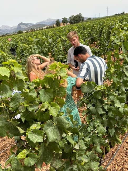 Mallorca: Exclusive wine tour with breakfast, wine tasting, and paella - The Sum Up