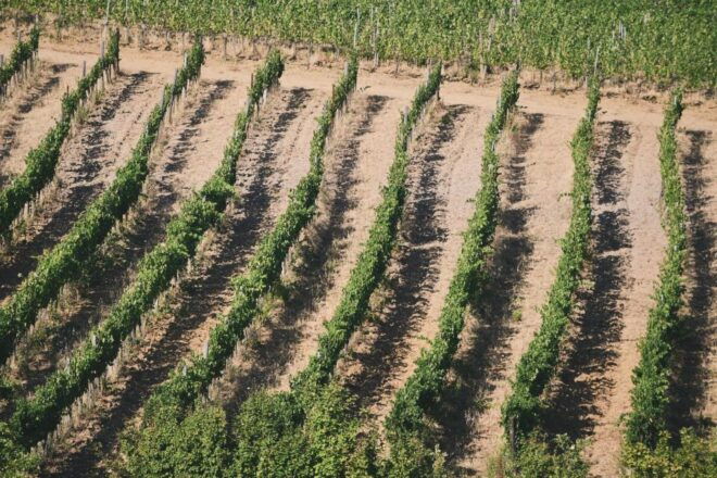 Mallorca: Full-Day Winery Tour With a Sommelier - Group Size and Languages