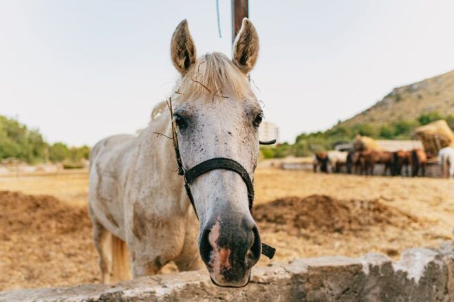 Mallorca: Mountain Horse Riding Experience W/ Brunch Option - Petting Farm and Horse Ride