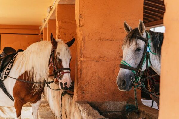 Mallorca: Mountain Horse Riding Experience W/ Brunch Option - Directions