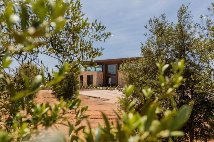Mallorca: Oleo-Tour 1/2Day StreetMarket Olive Mill & Tasting - Tour Highlights