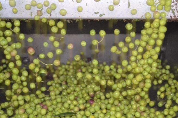 Mallorca: Oleo-Tour 1/2Day StreetMarket OliveMill & Tasting - Good To Know