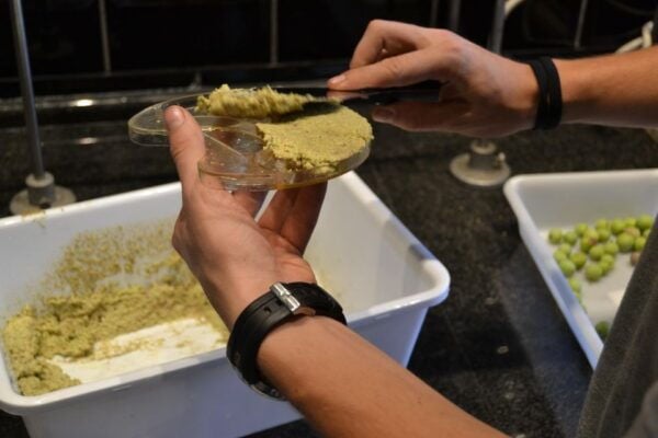 Mallorca: Oleo-Tour 1/2Day StreetMarket OliveMill & Tasting - Directions