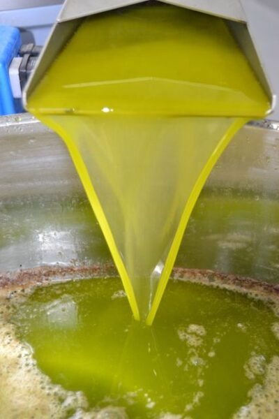 Mallorca: Oleo-Tour 1/2Day StreetMarket OliveMill & Tasting - The Sum Up