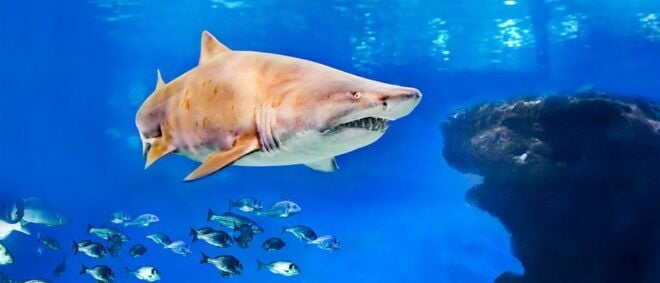 Mallorca: Palma Aquarium Entry Ticket With 3D Cinema - Full Description