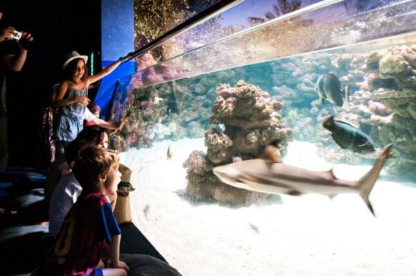 Mallorca: Palma Aquarium Entry Ticket With 3D Cinema - Big Blue: Deepest Shark Tank in Europe