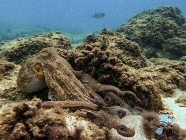 Mallorca: Private Beginner Scuba Dive With Instructor - Booking Details for Scuba Dive