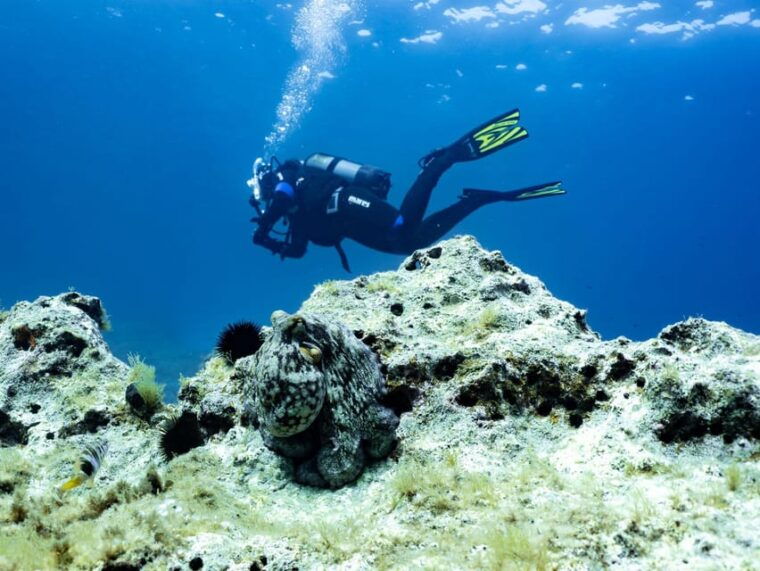 Mallorca: Scuba Diving - a Dive From the Boat (For Certified Divers) - Itinerary and Timeline