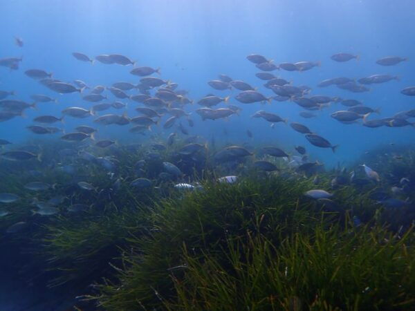 Mallorca: Snorkeling in a Beautiful Nature Reserve - Customer Reviews and Additional Information