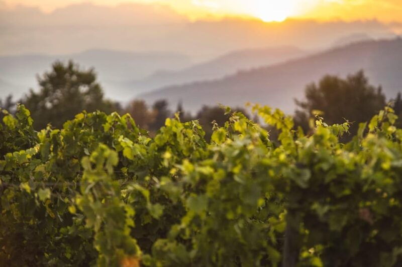 Mallorca: Sunset Wine Tasting Minibus Tour - ENGLISH GUIDE - Good To Know