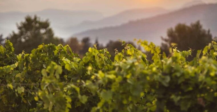 Mallorca: Sunset Wine Tasting Minibus Tour - ENGLISH GUIDE - Customer Feedback