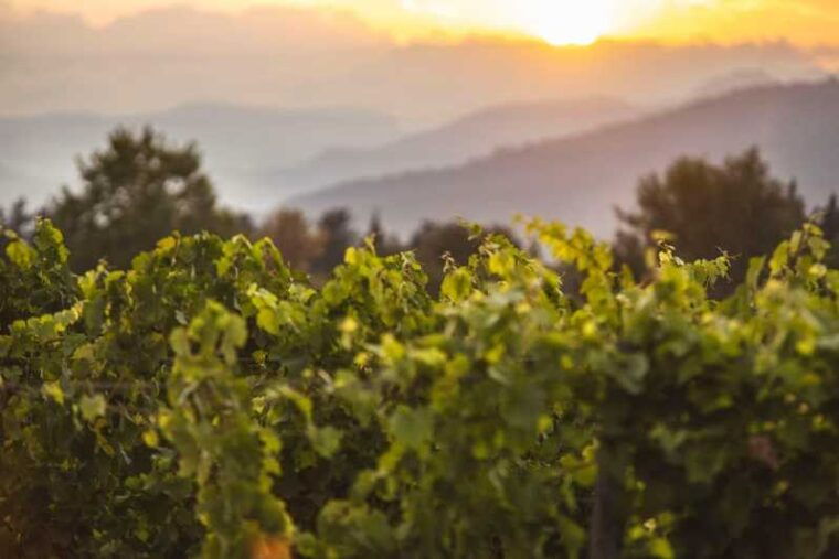 Mallorca: Sunset Wine Tasting Minibus Tour - ENGLISH GUIDE - Activities at the Bodega