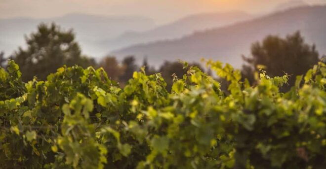 Mallorca: Sunset Wine Tasting Minibus Tour - ENGLISH GUIDE - Tapas and Local Snacks