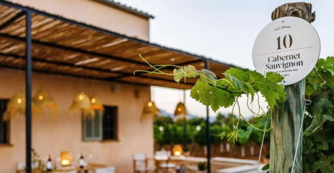 Mallorca: Sunset Wine Tasting Minibus Tour - GERMAN GUIDE - Bodega Tour and Food Specialties