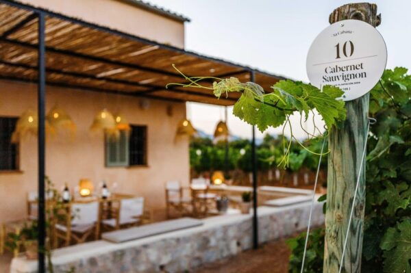 Mallorca: Sunset Wine Tasting Minibus Tour - GERMAN GUIDE - Cancellation and Refund Policy