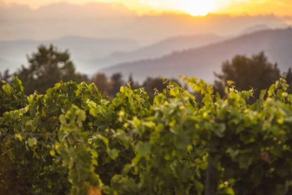 Mallorca: Sunset Wine Tasting Minibus Tour - GERMAN GUIDE - Frequently Asked Questions