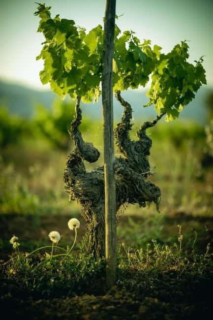 Mallorca: Visit a winery and enjoy a wine tasting, along with some Mallorcan products - Final Thoughts