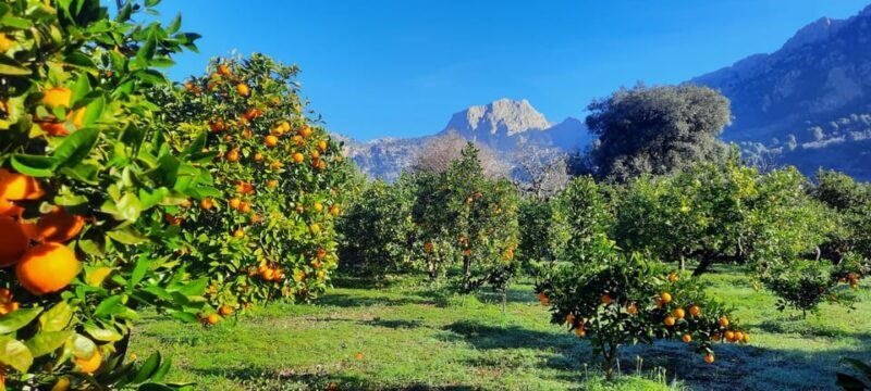Mallorca: West Coast & Orange Valley Minbustour - FAQ