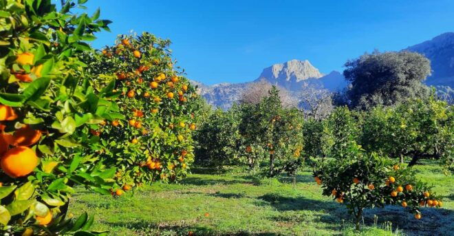 Mallorca: West Coast & Orange Valley Minibus Tour GERMAN GUIDE - Experiences and Highlights
